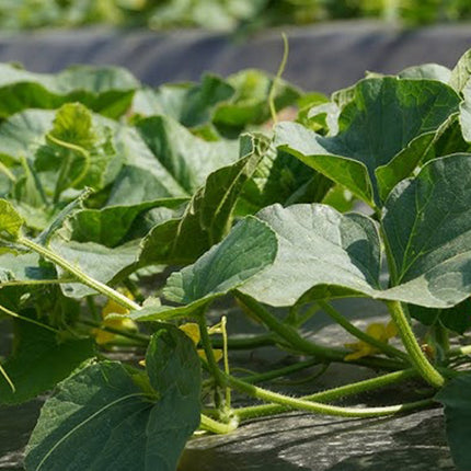 Antiworteldoek 1 x 30 Meter 50 g/m² – Onkruiddoek – Worteldoek – Gronddoek – Agrotextiel voor Tuin en Moestuin